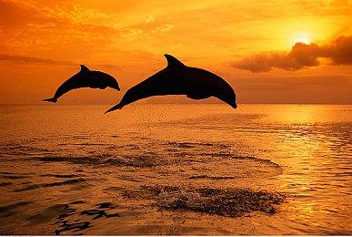 数字版《人见人爱的块魂安可+ 国王大人的小小回忆》今日正式开放预购！DLC情报公开