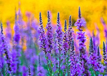 《博德之门3》夏季游戏节新预告 8月底正式发售